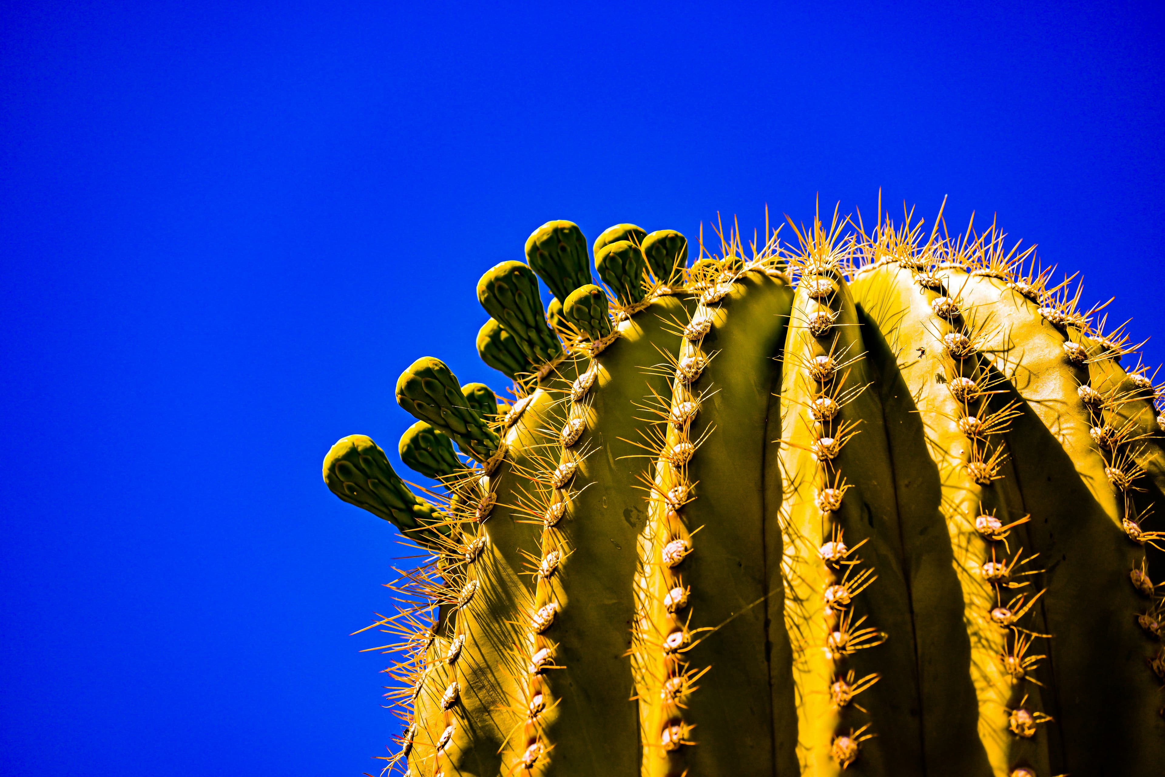 ازدهار الصحراء